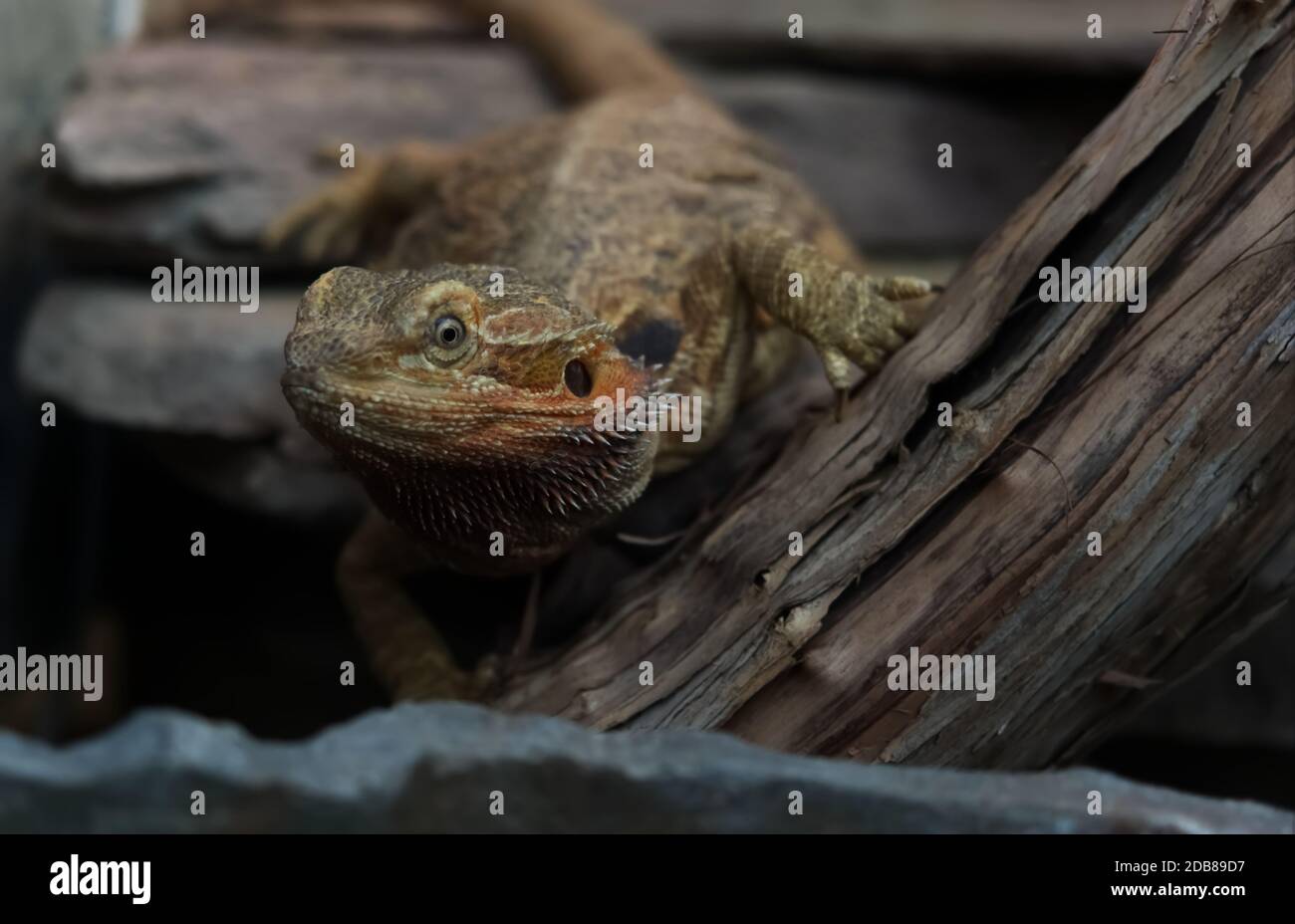 Ein Reptilientier in einem Zoo, der sich auf das Auge konzentriert Stockfoto