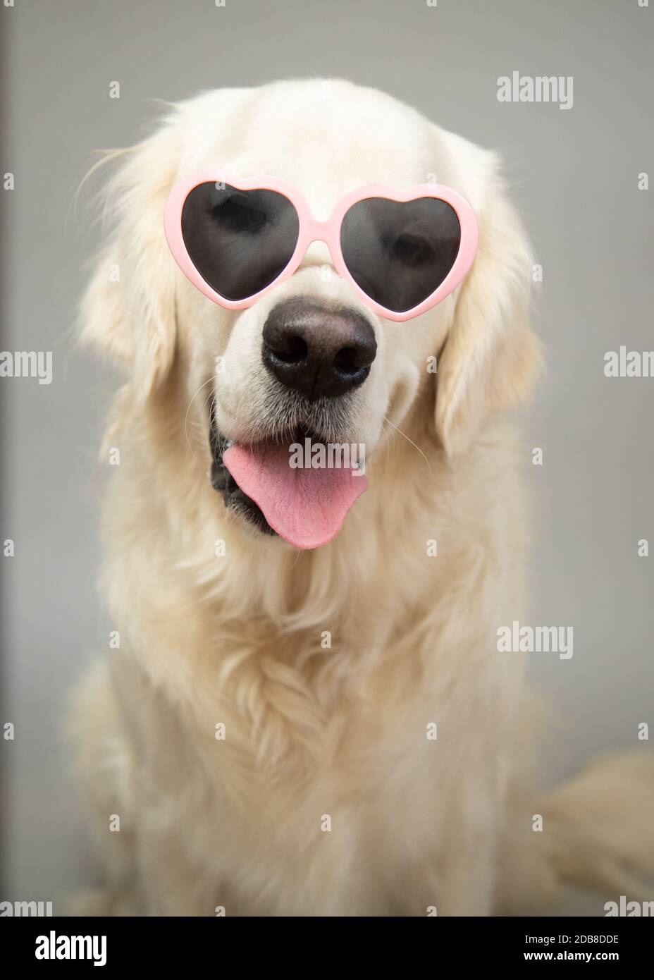 Porträt eines englischen Cream Retriever trägt herzförmige Sonnenbrille Stockfoto