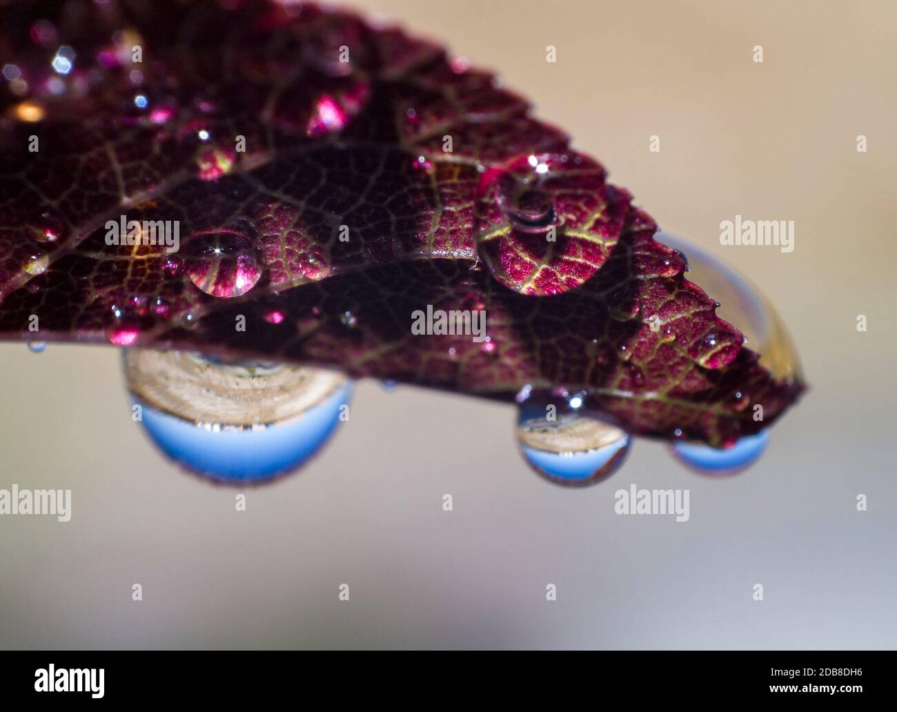 Hoja Ockery con gotas de agua. Macrofotografía. Madrid. España Stockfoto