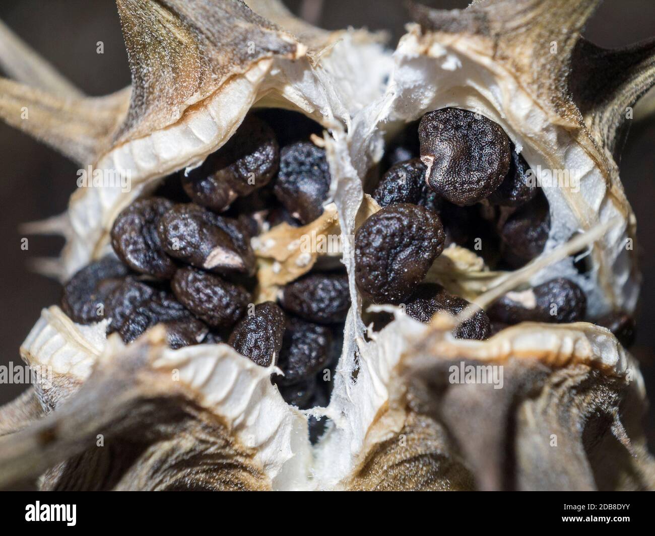 Semillas de Datura stramonium. Stockfoto