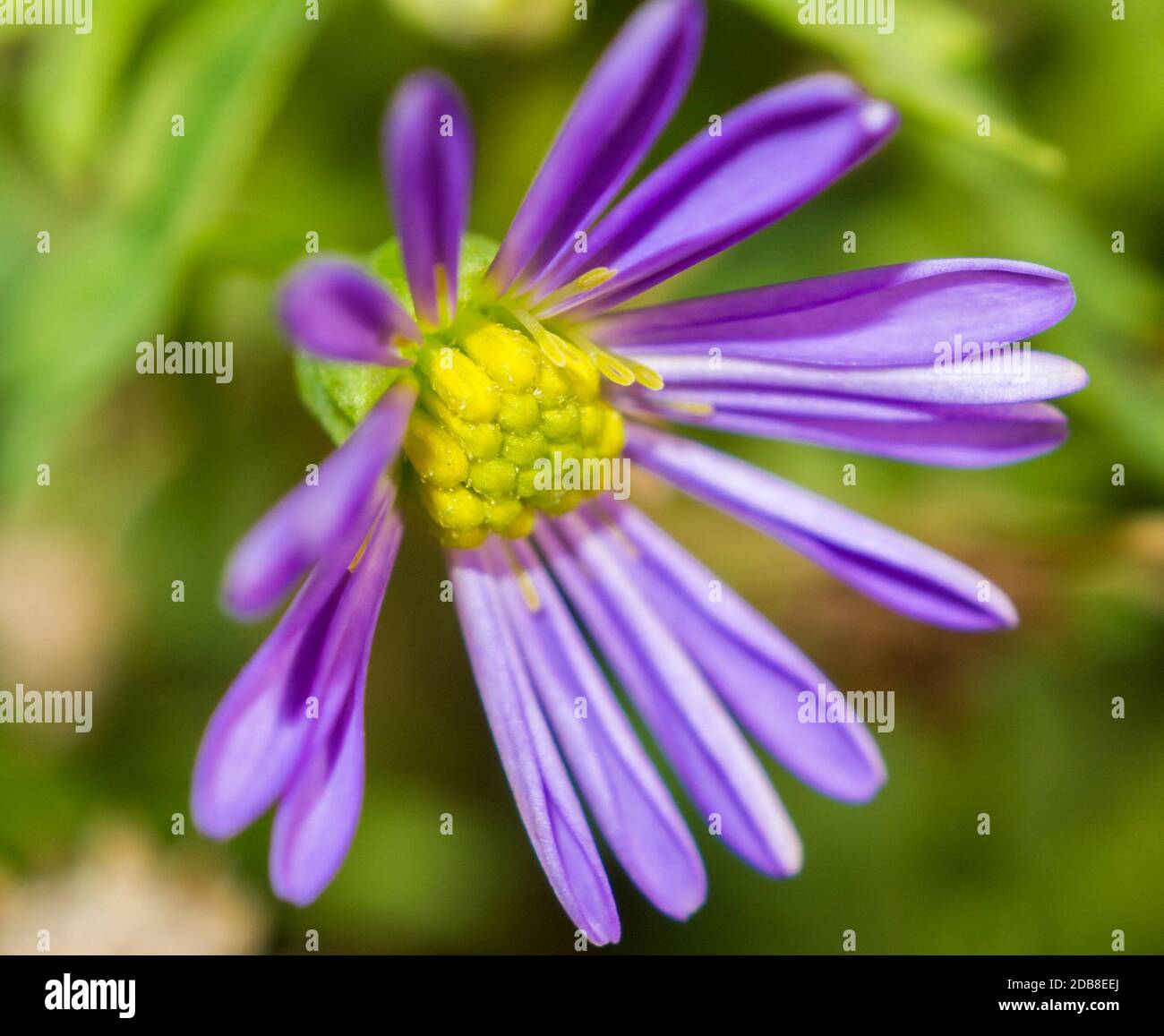 Flor Magenta. Macrofotografía. Madrid. España Stockfoto