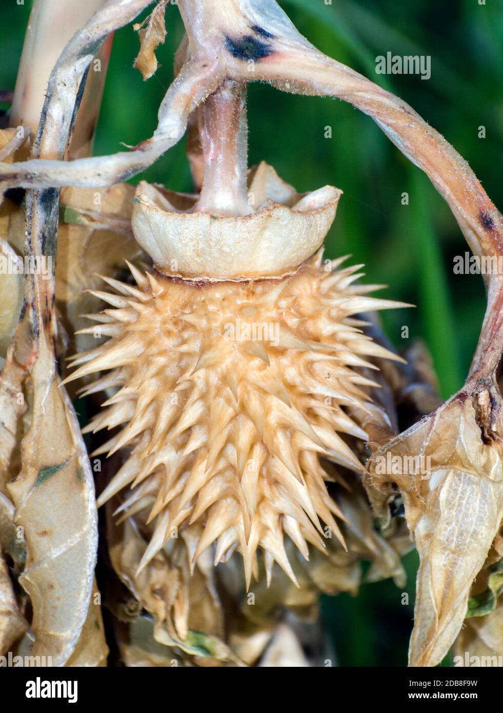 Datura stramonium Stockfoto