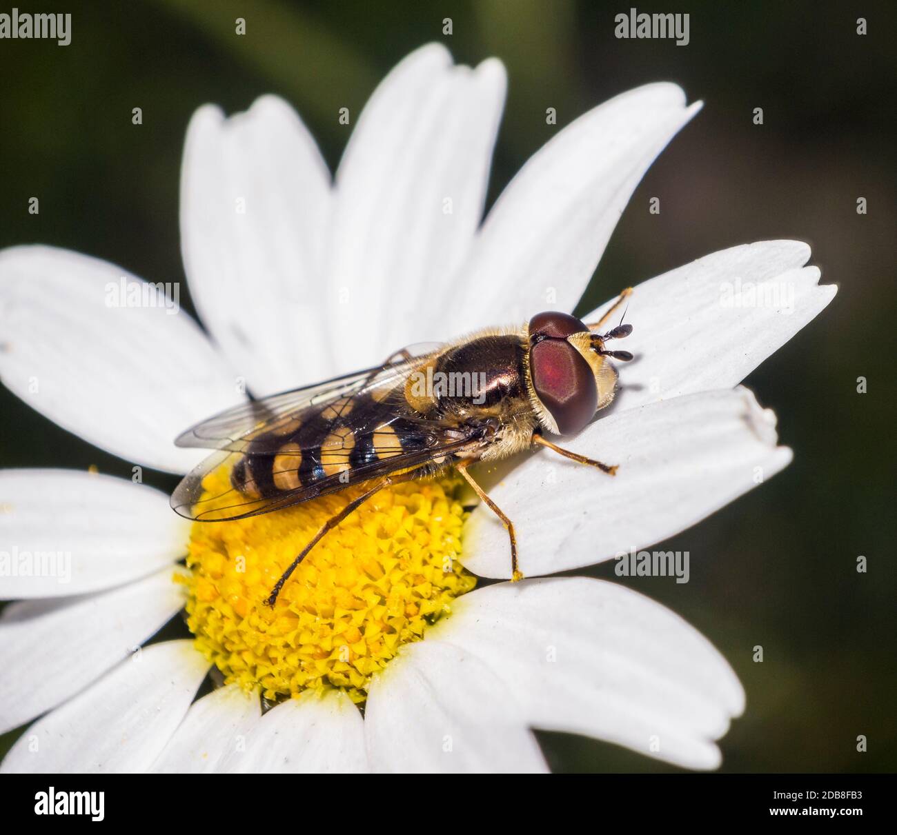 Mosca cernícalo sobre una hoja. Scaeva pyrastri. Sírfidos (syrphidae). Dípteros. Insectos. Artrópodos. Macrofotografía. Sierra de Guadarrama. Madrid. Stockfoto