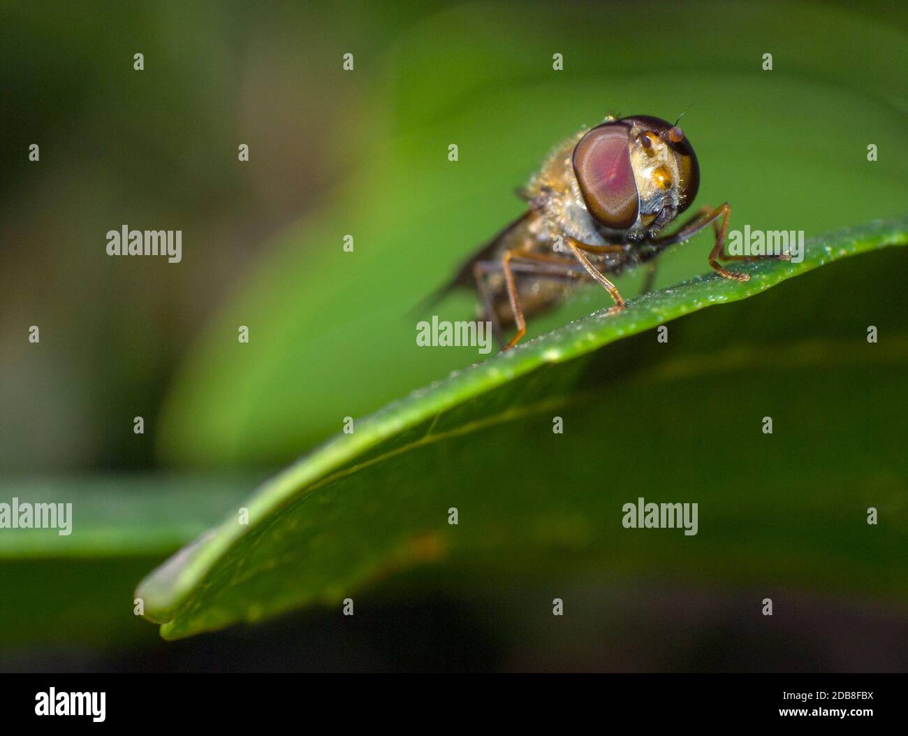 Mosca cernícalo sobre una hoja. Scaeva pyrastri. Sírfidos (syrphidae). Dípteros. Insectos. Artrópodos. Macrofotografía. Sierra de Guadarrama. Madrid. Stockfoto
