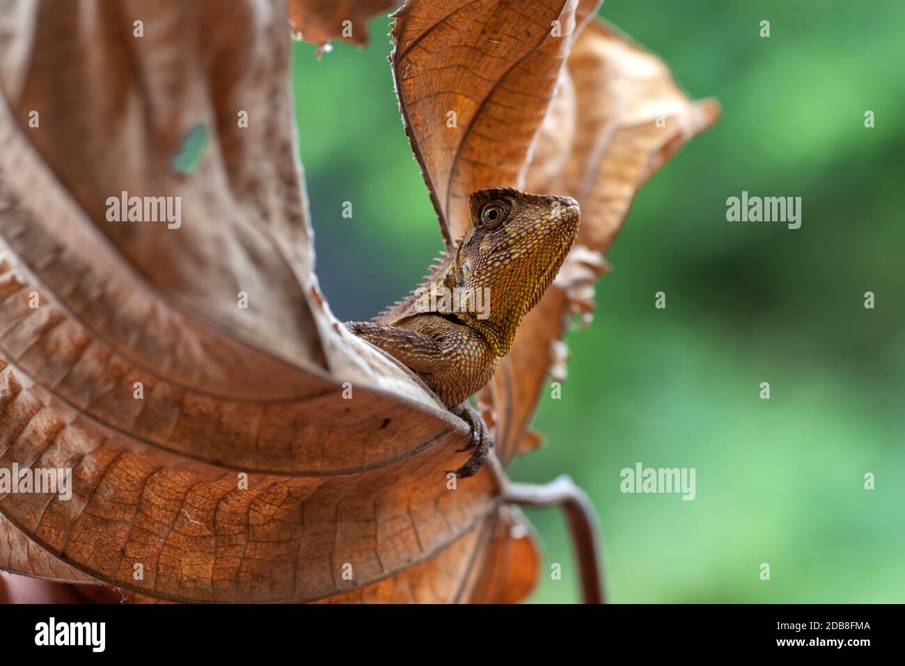 Nahaufnahme eines Chamäleons auf einem braunen Blatt, Indonesien Stockfoto