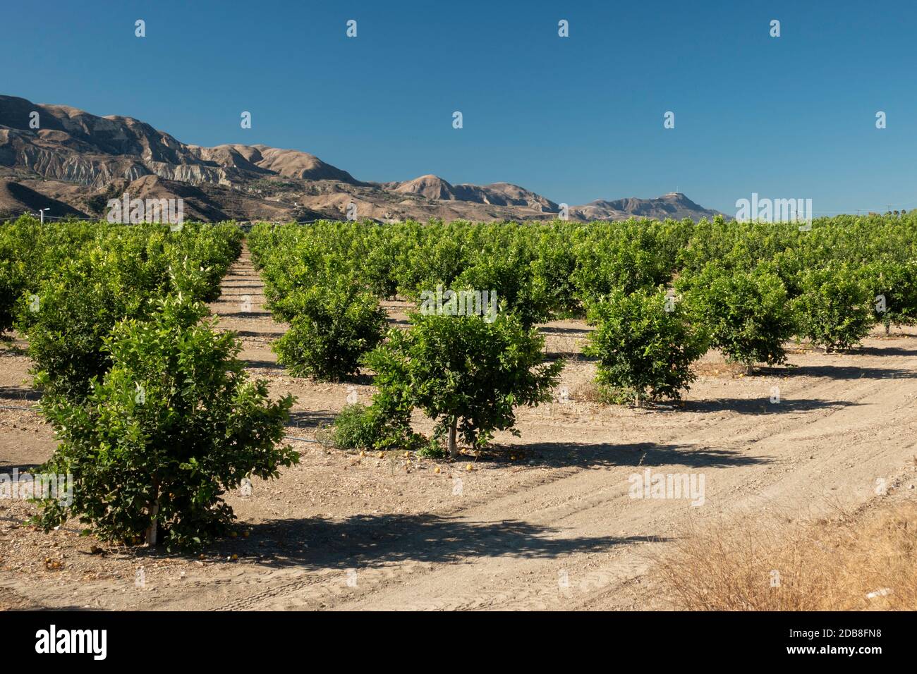 Orangenhaine in Ventura County in der Nähe von Fillmore, Kalifornien Stockfoto