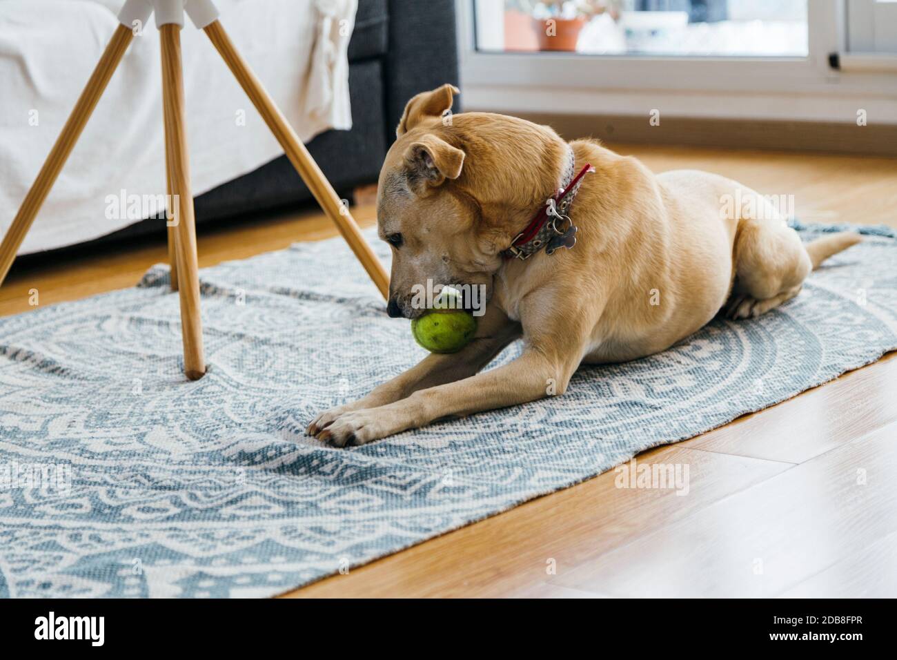 Haushund spielt mit einem Tennisball auf dem Teppich eines Wohnzimmers. Stockfoto