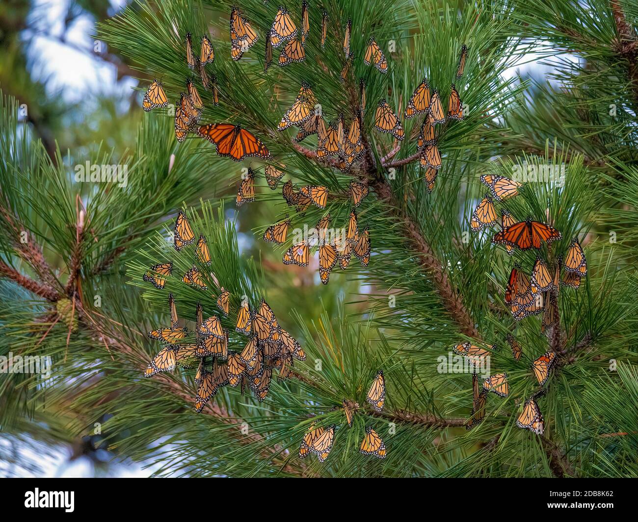 Ein Rost von Monarch Schmetterlingen in einem Baum während ihrer Jährliche Migration Stockfoto