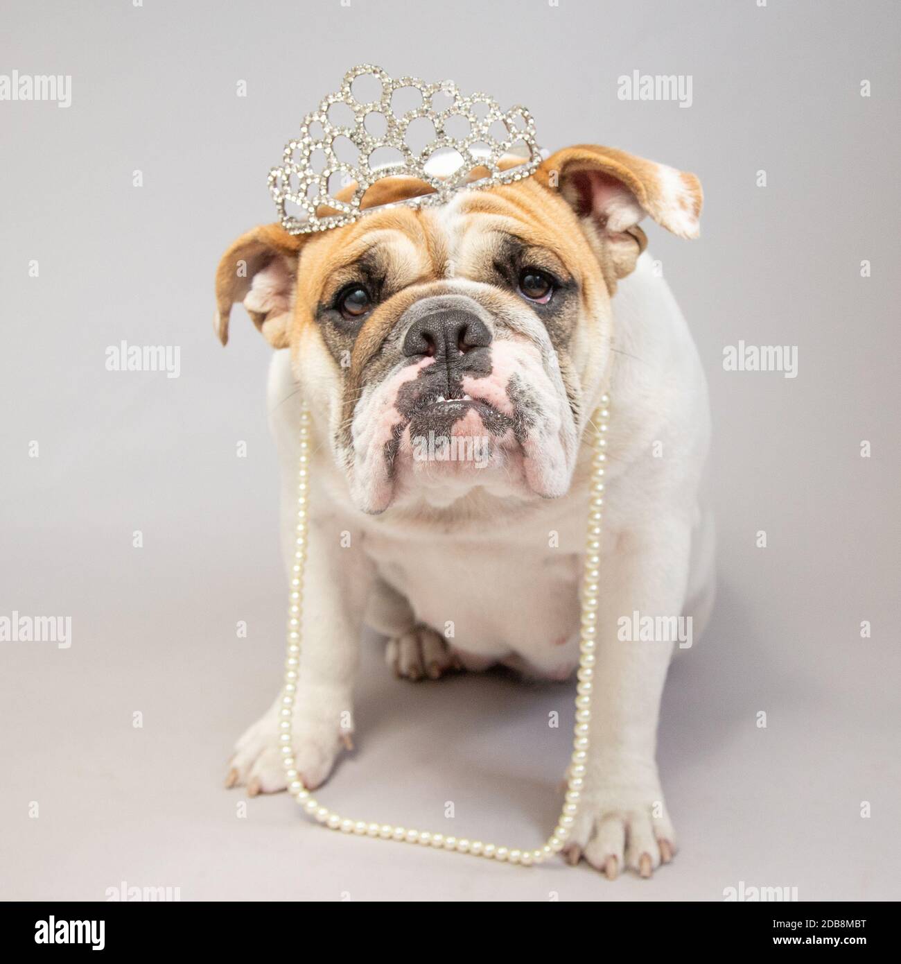 Portrait einer Bulldogge mit einer Tiara und Perlenkette Stockfoto