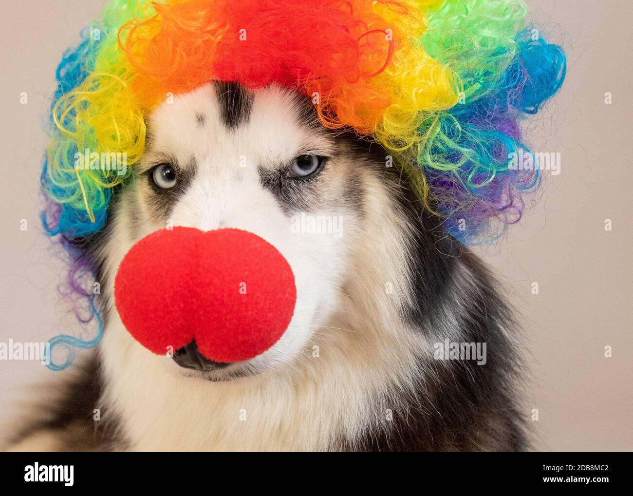 Porträt eines australischen Husky trägt eine Clown Nase und Mehrfarbige Perücke Stockfoto