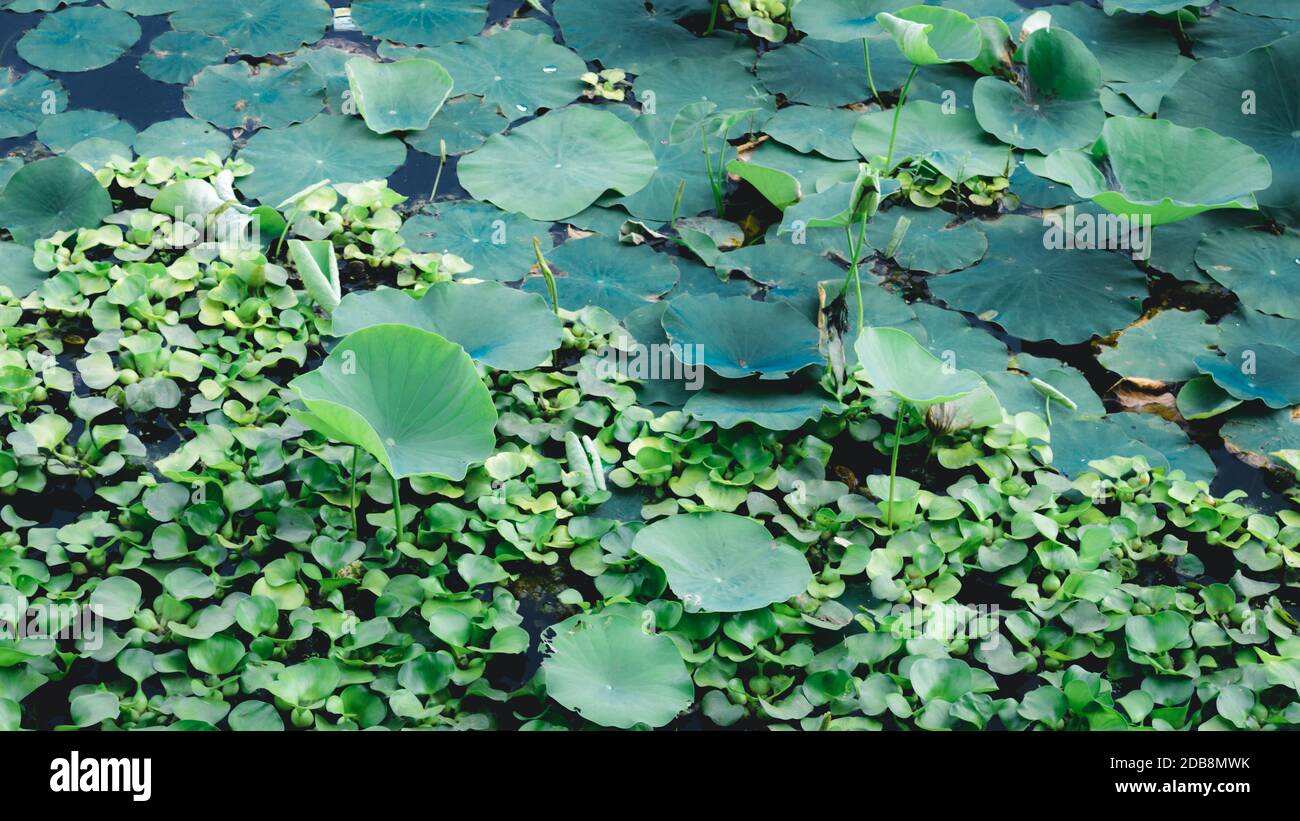 Grüne Lotuswasserlilie blüht auf Wasseroberfläche des Teiches in einem Feuchtgebiet. Bunte Laub Wasserpflanzen Organismus. Spiritualität meditierend Frieden spiri Stockfoto
