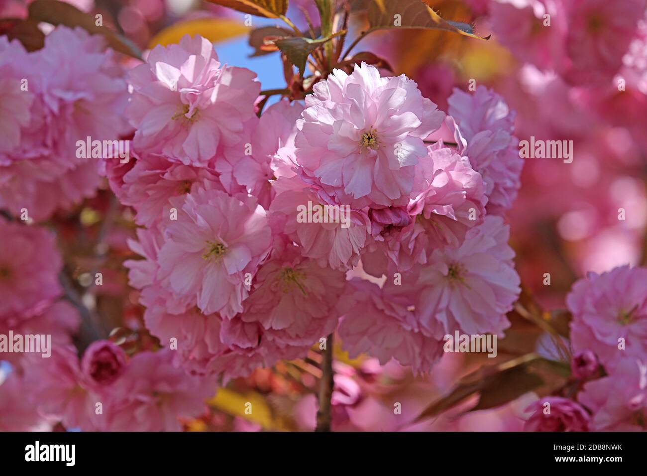 Blüten der japanischen Blumenkirsche Prunus serrulata Stockfoto
