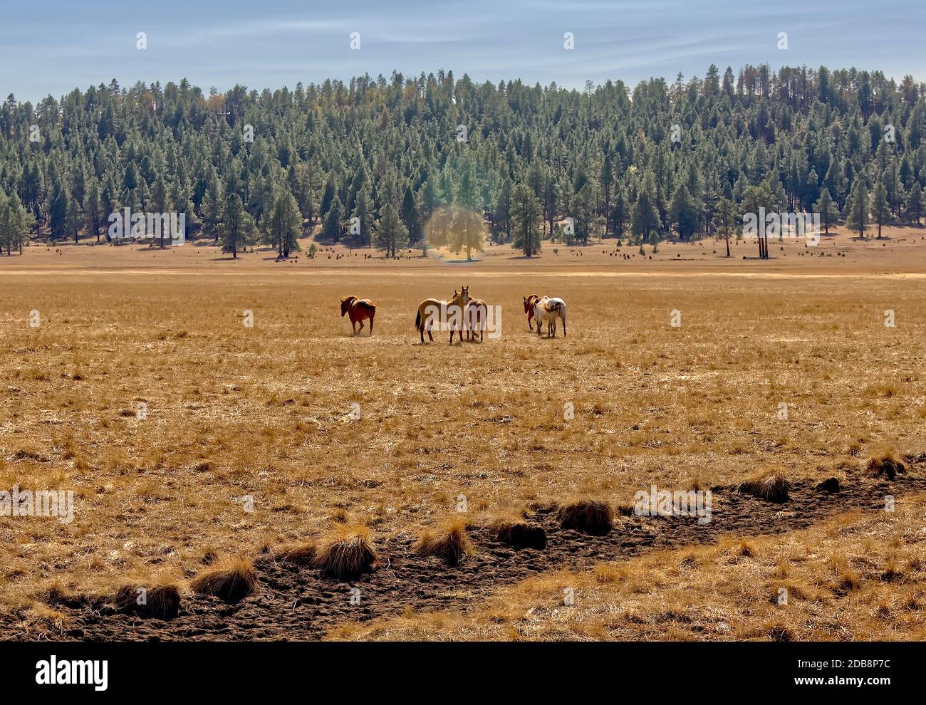Fünf Pferde auf einer Wiese, Sunflower Flat bei Williams, Arizona, USA Stockfoto