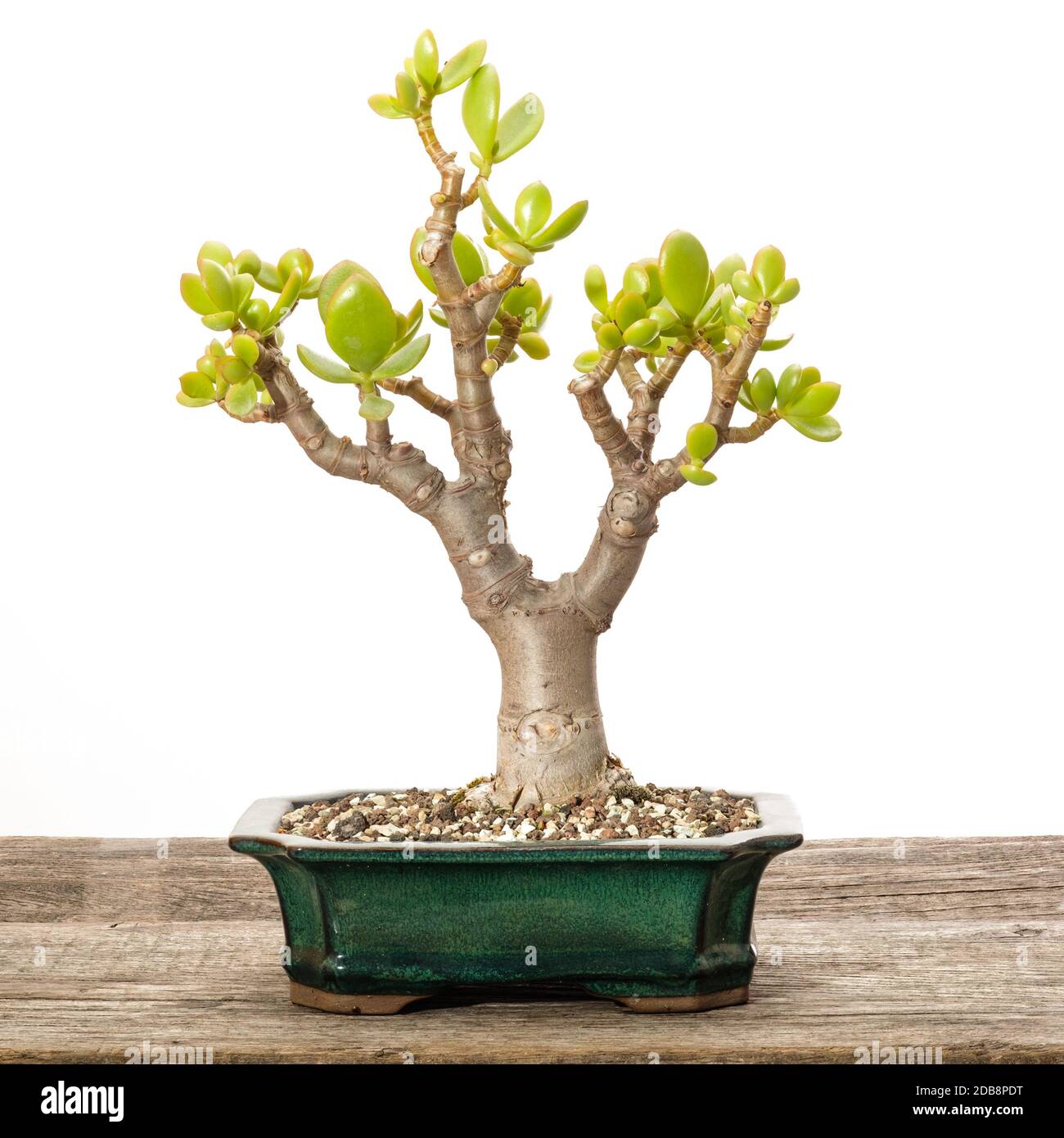 Crassula ovata Geld Baum als Bonsai in einem Topf Stockfotografie - Alamy