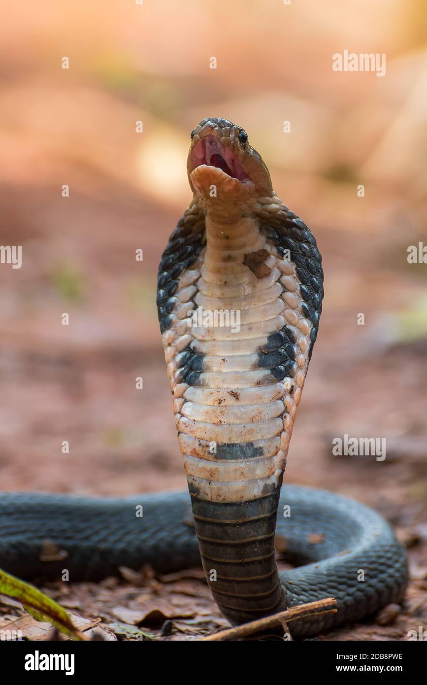 Äquatorialspitting Cobra bereit zu schlagen, Indonesien Stockfoto