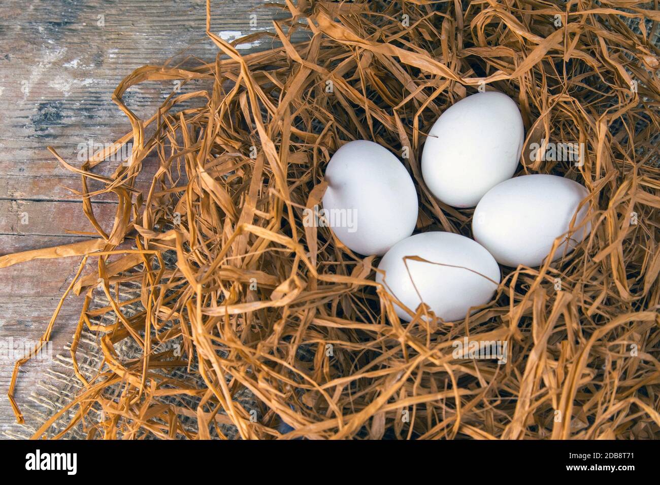 Weiße ggs stehen in einem Nest aus trockenem Gras neben blauen Federn. Stockfoto