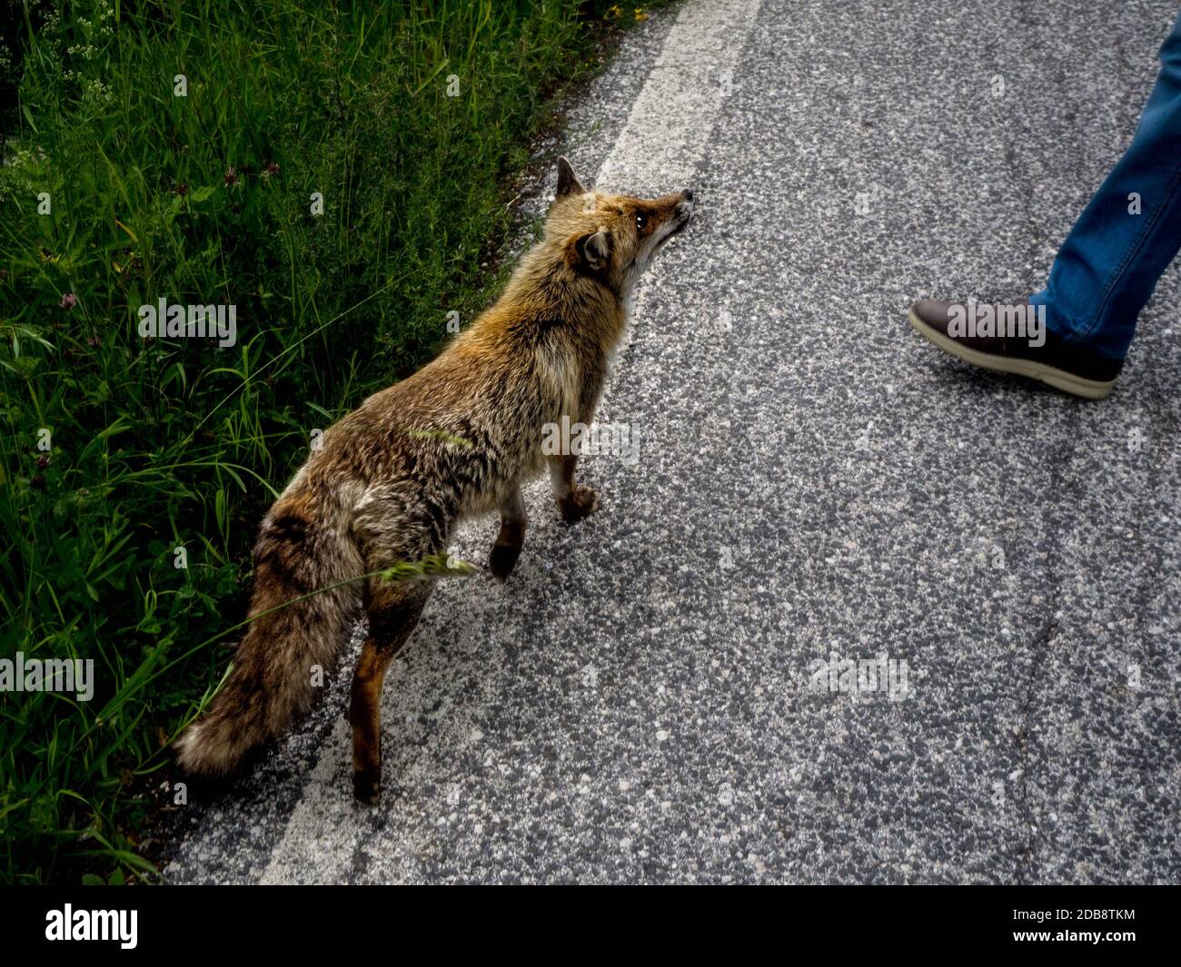 Fuchs, der auf eine Person auf der Straße zugeht, Italien Stockfoto