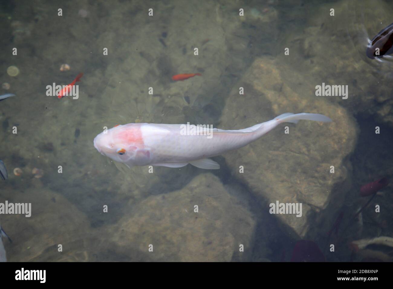 Wie fisch Fotos und Bildmaterial in hoher Auflösung Alamy