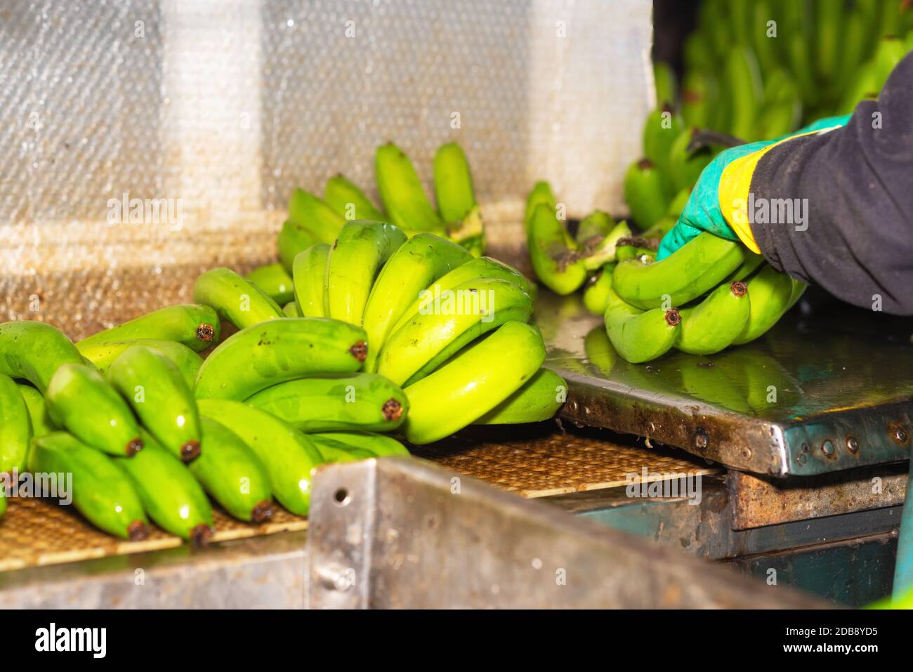 Betreiber schneiden Trauben von Bananen zu einem Verpackungsanlage. Stockfoto