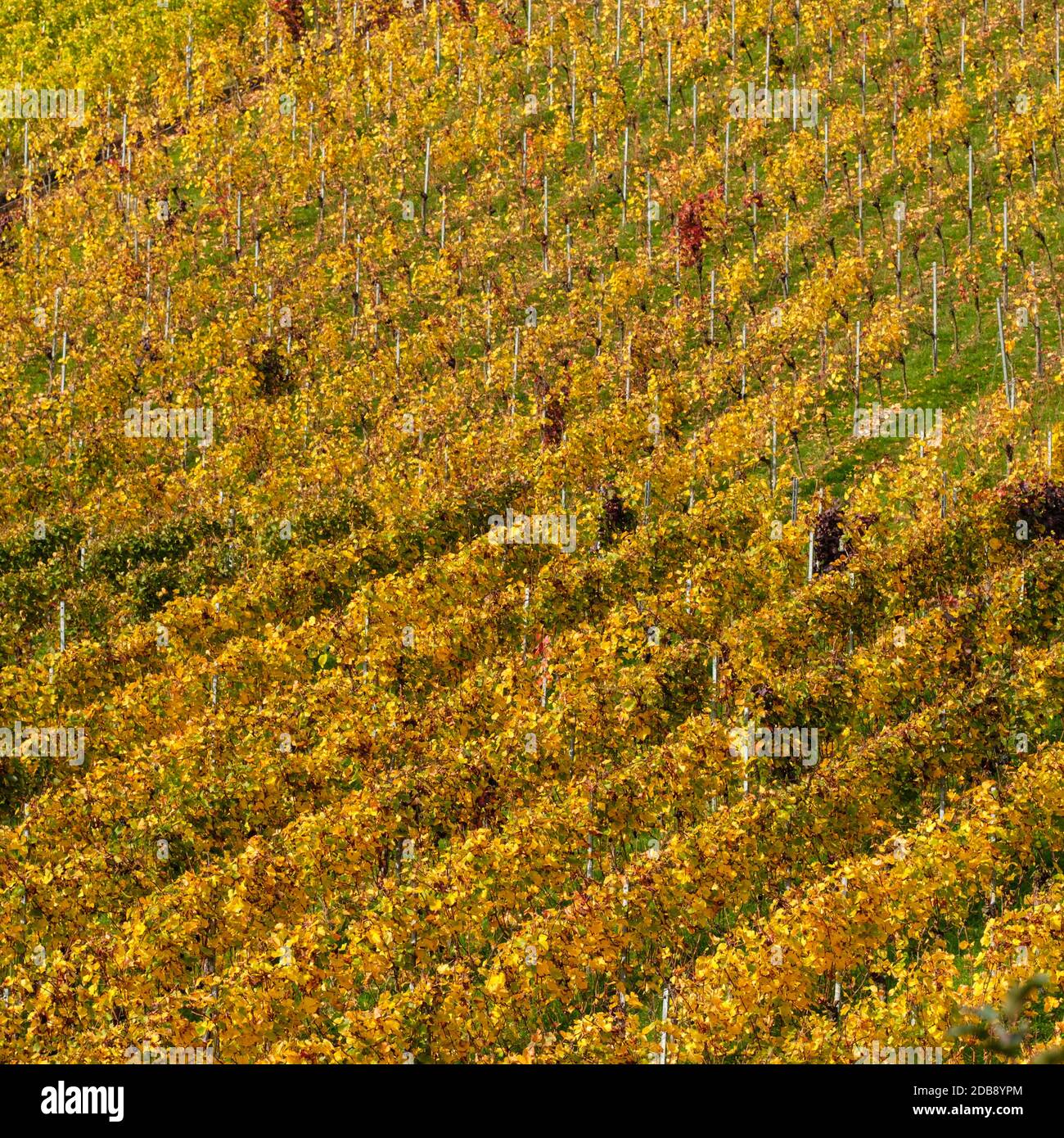 Reben und Weinberg in gelben Herbst Färbung Quadrat Stockfoto