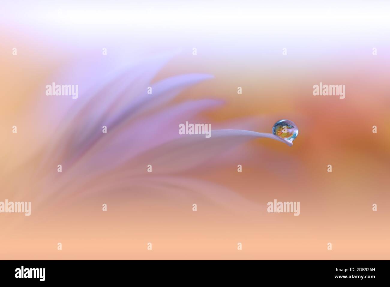 Schöne Natur Hintergrund.Florale Kunst Design.Abstrakte Makro-Fotografie.Weiße Gänseblümchen Blume.Pastell Blumen.Orange Hintergrund.Creative künstlerische Wallpaper.Wedding invitation.Feier,love.Close Up View.Happy Holidays.Golden Color.Copy Space. Stockfoto