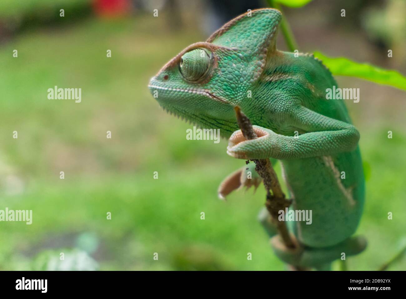 Verschleierte Chamäleon hängen an Baumstamm Stockfoto