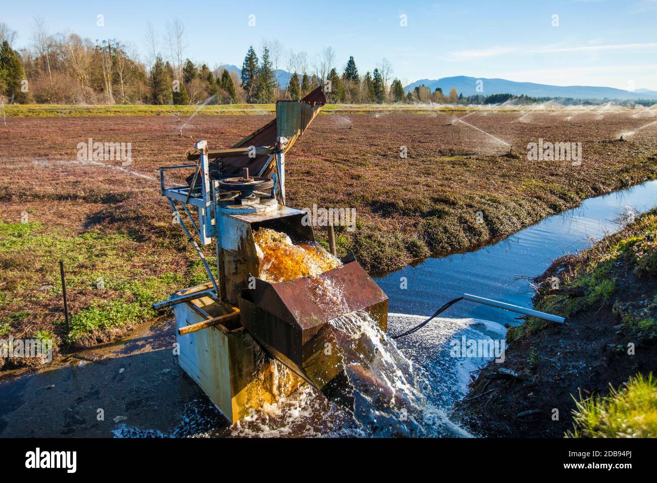 Cranberry Felder in Fort Langley, British Columbia, Kanada Stockfoto