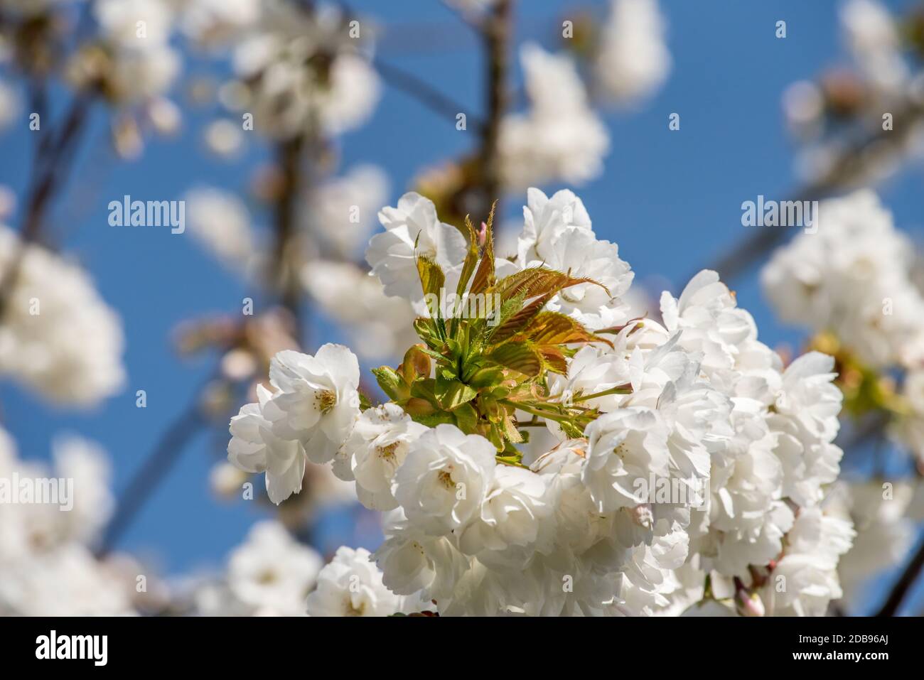 Frucht Baum Blüte Stockfoto