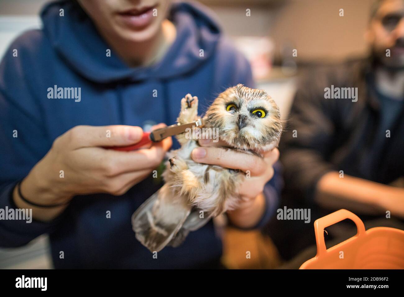 Forscher bringen ein Vogelband auf das Bein einer nördlichen Sägeeule an. Stockfoto