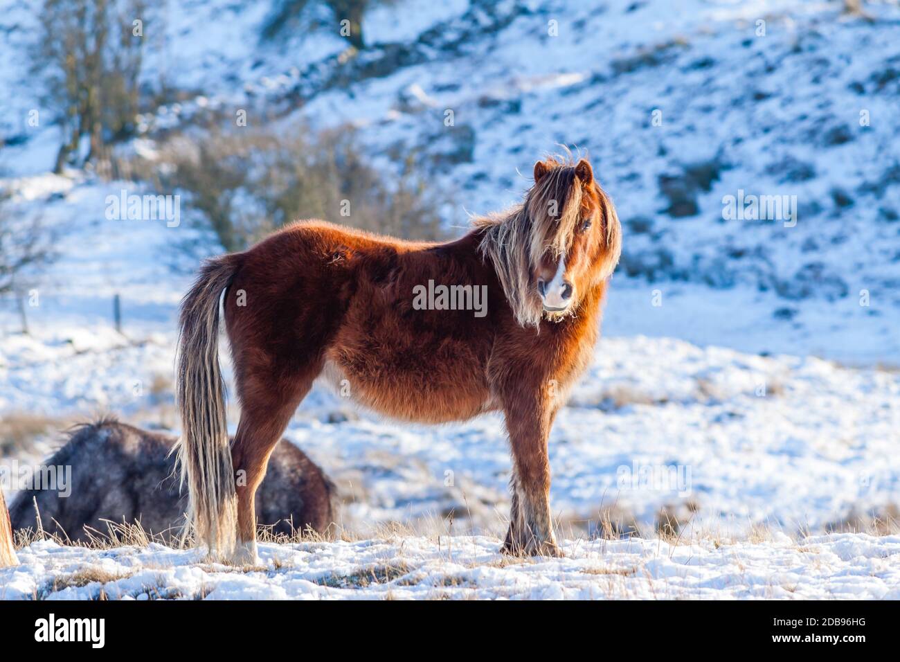 Wilde Welsh Ponys in einer kalten, Winter, schneebedeckten Landschaft - Brecon Beacons, Wales Stockfoto