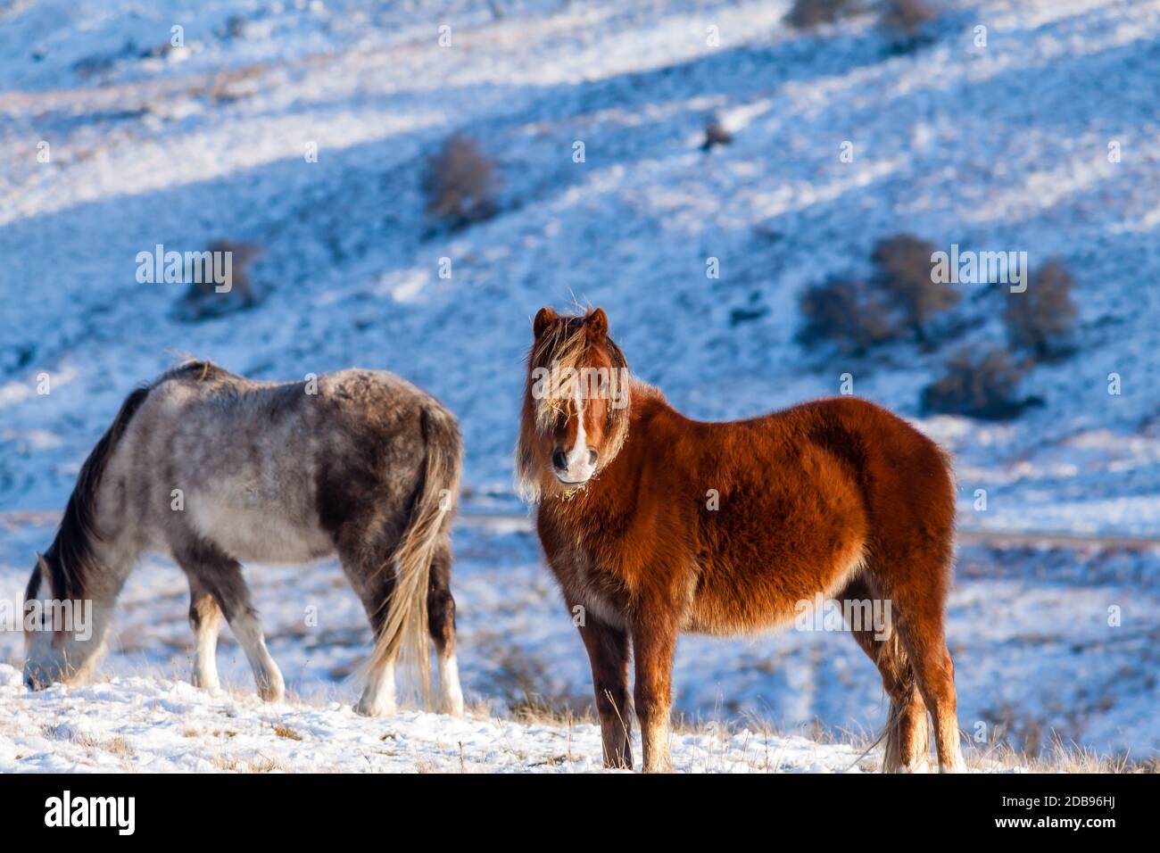 Wilde Welsh Ponys in einer kalten, Winter, schneebedeckten Landschaft - Brecon Beacons, Wales Stockfoto