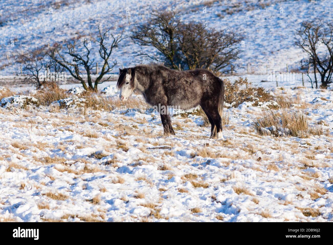 Wilde Welsh Ponys in einer kalten, Winter, schneebedeckten Landschaft - Brecon Beacons, Wales Stockfoto
