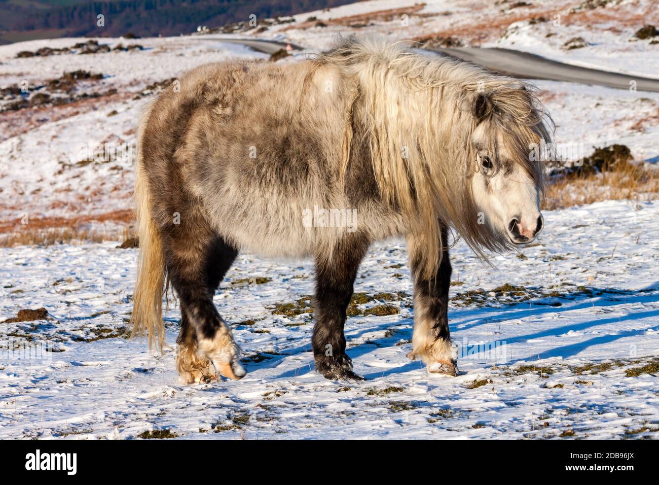 Wild Welsh Mountain Pony grasen im Schnee auf hoch Moorland in den Brecon Beacons Stockfoto