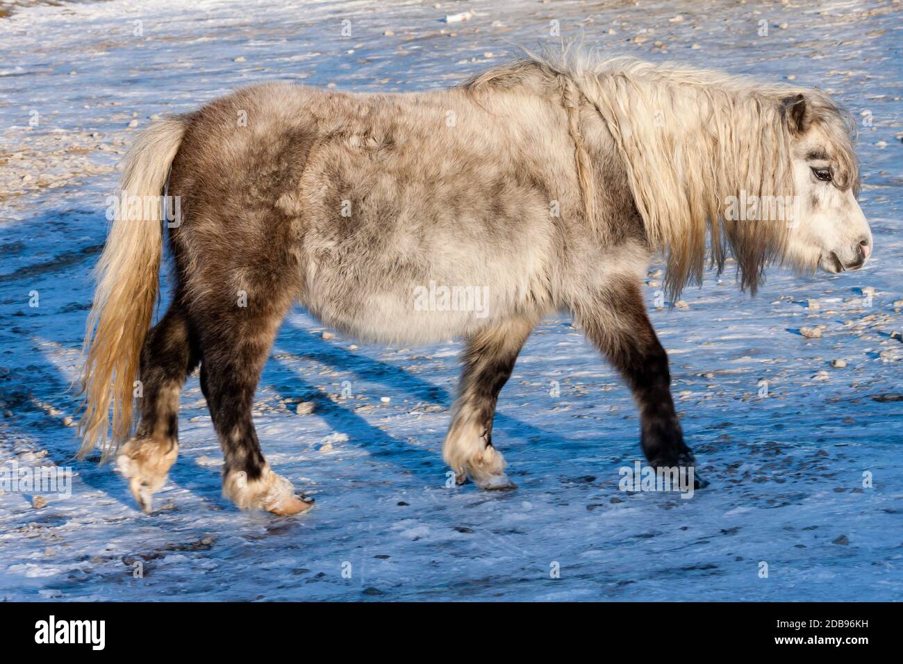 Wilde Welsh Ponys in einer kalten, Winter, schneebedeckten Landschaft - Brecon Beacons, Wales Stockfoto