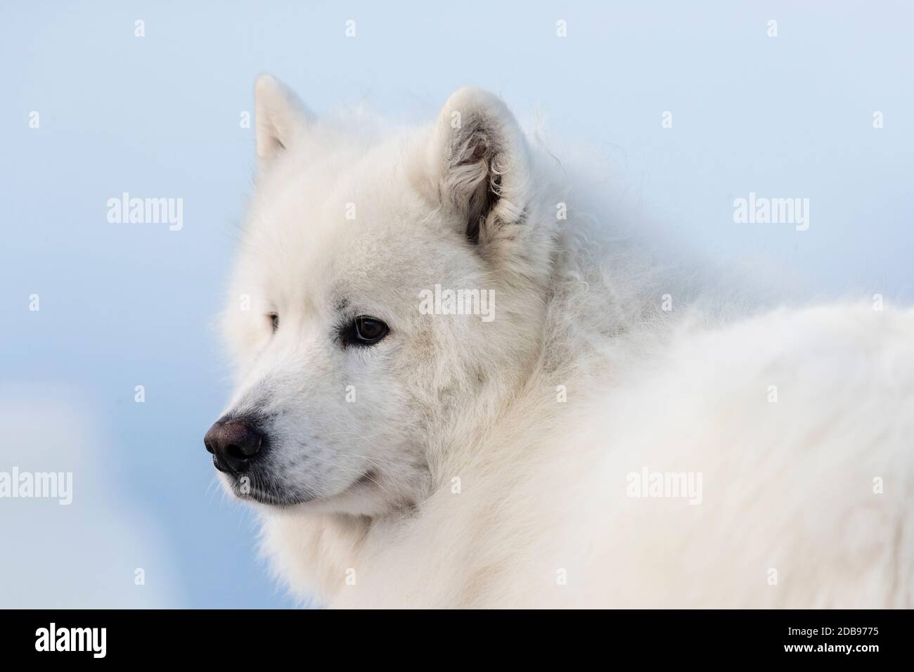 Foto des weißen Hundes Stockfoto