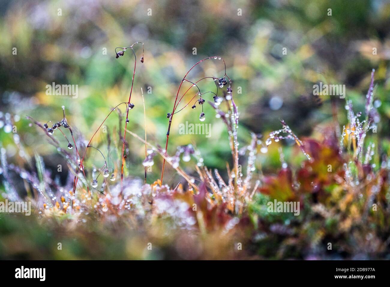 Tundra Vegetation, Mutnovsky, Kamtschatka Halbinsel, Russland Stockfoto