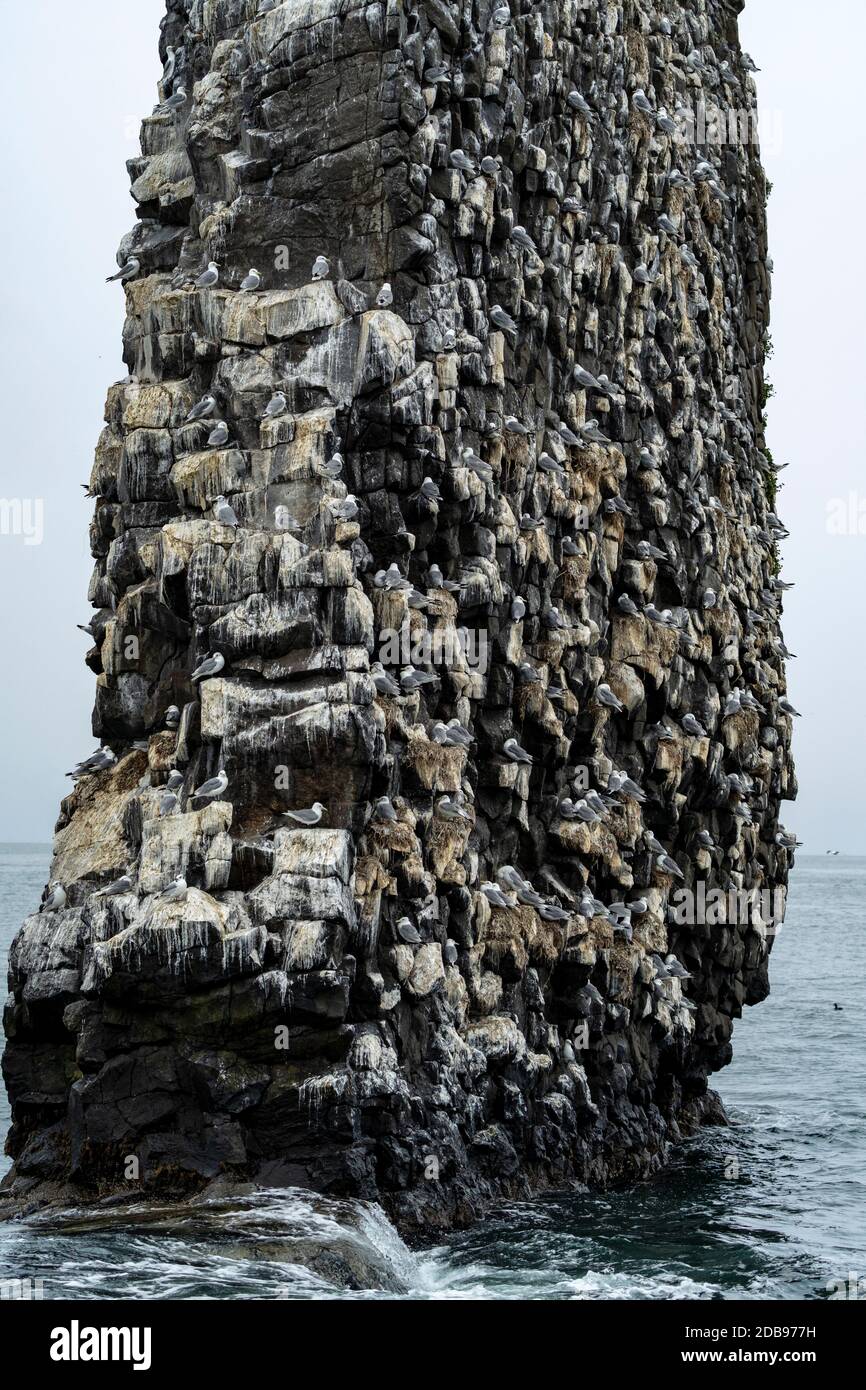 Kolonie von Seevögeln auf Felsformation, Beringsee, Kamtschatka Halbinsel, Russland Stockfoto