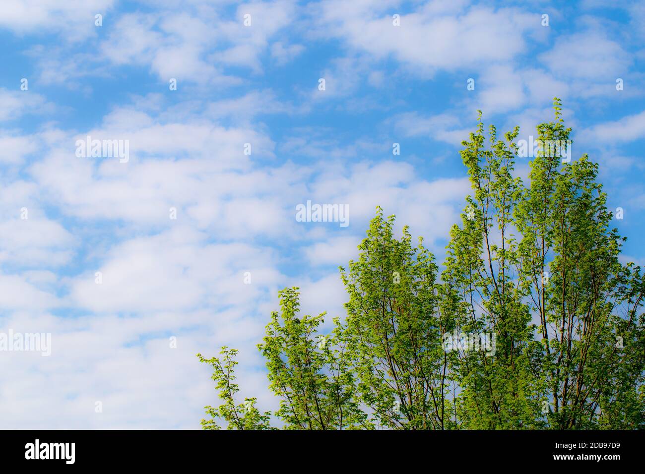 FrÃ¼hlingsblÃ¼ten Stockfoto