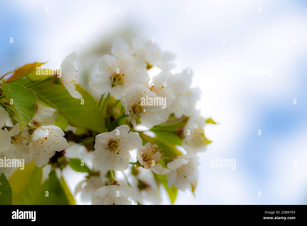 FrÃ¼hlingsblÃ¼ten Stockfoto