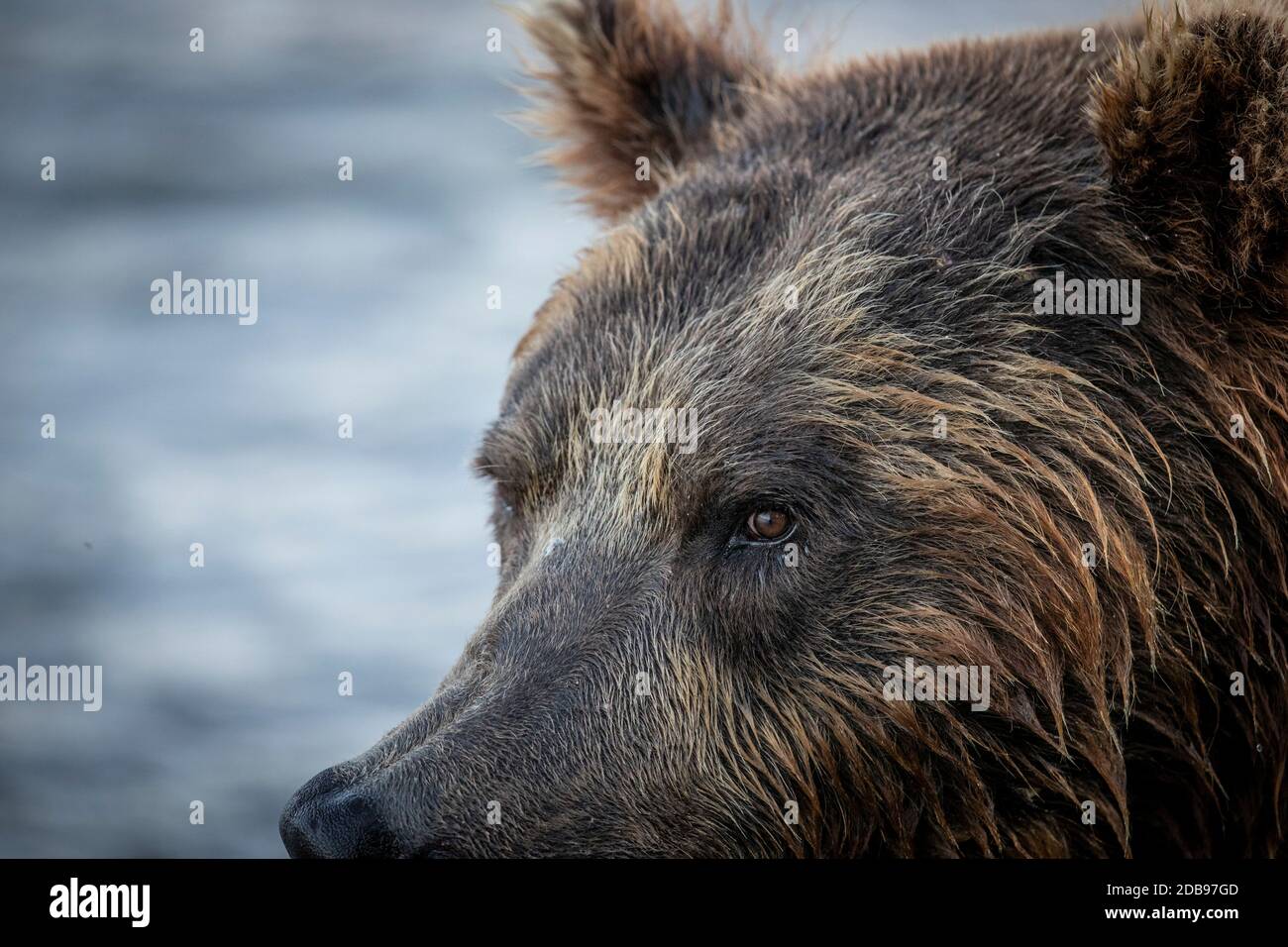 Nahaufnahme des Kopfes des Braunbären (Ursus arctos), Kurile Lake, Kamtschatka Peninsula, Russland Stockfoto