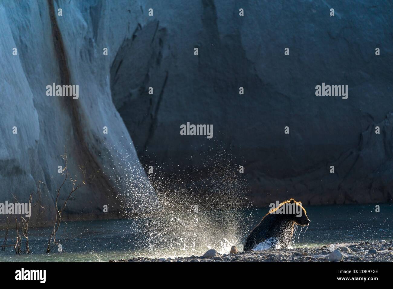 Braune bearÃ‚Â (UrsusÃ‚Â arctos) Lachsfischen im Fluss, KurileÃ‚Â See, Kamtschatka Halbinsel, Russland Stockfoto
