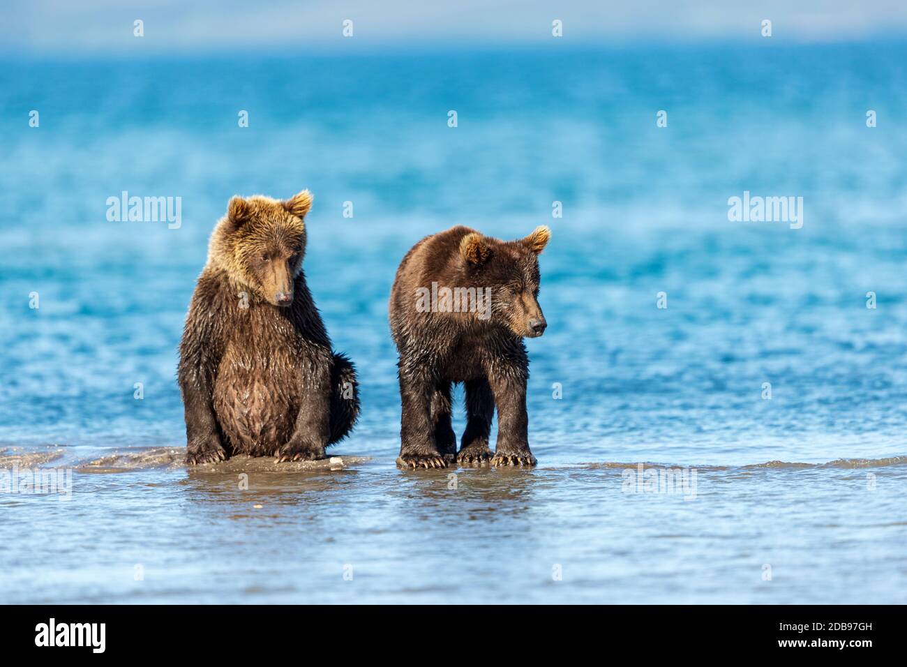 Brown bearÃ‚Â (UrsusÃ‚Â arctos) Jungen, KurileÃ‚Â See, Kamtschatka Halbinsel, Russland Stockfoto