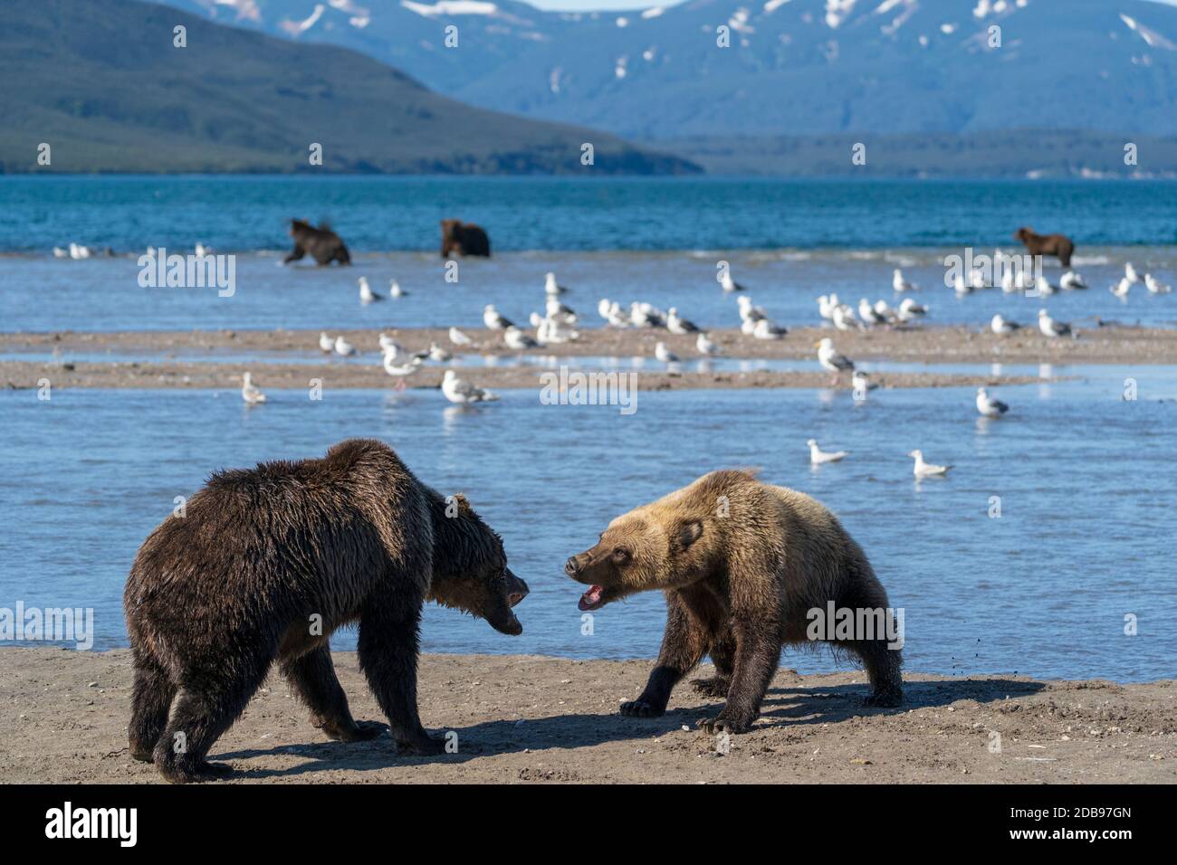 Zwei braune bearsÃ‚Â (UrsusÃ‚Â arctos) kämpfen, KurileÃ‚Â See, Kamtschatka Halbinsel, Russland Stockfoto