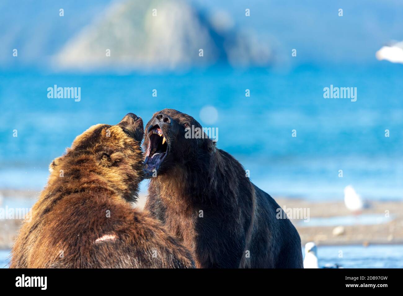 Zwei braune bearsÃ‚Â (UrsusÃ‚Â arctos)Ã‚Â kämpfen, KurileÃ‚Â See, Kamtschatka Halbinsel, Russland Stockfoto