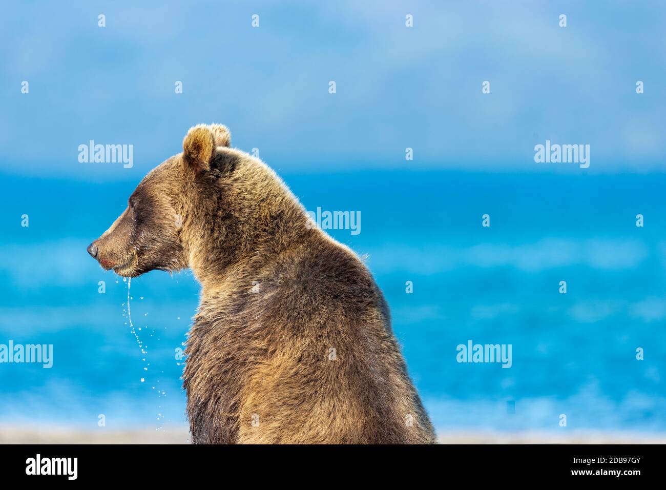Brown bearÃ‚Â (UrsusÃ‚Â arctos) am Seeufer, KurileÃ‚Â See, Kamtschatka Halbinsel, Russland Stockfoto