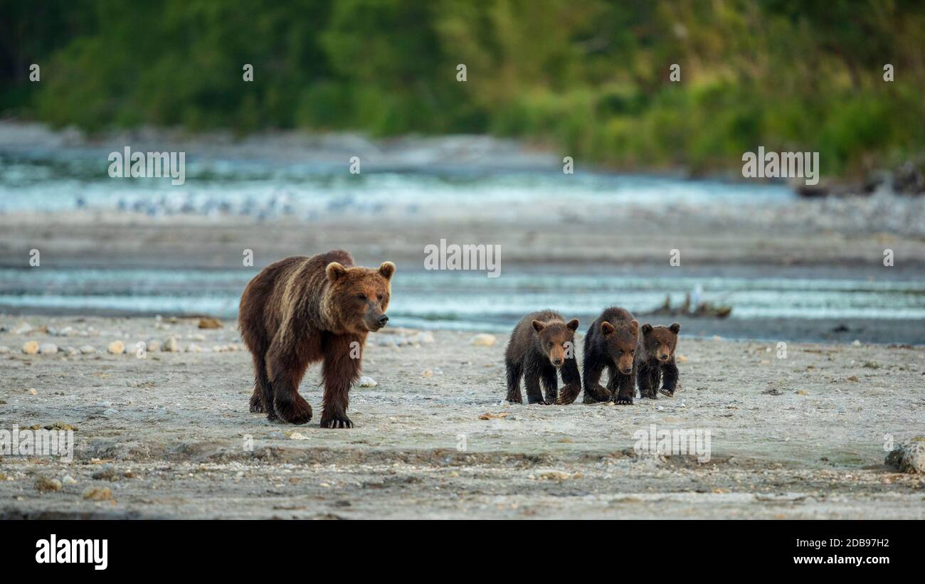 Brown bearÃ‚Â (UrsusÃ‚Â arctos)Ã‚Â mit Jungen, KurileÃ‚Â See, Kamtschatka Halbinsel, Russland Stockfoto