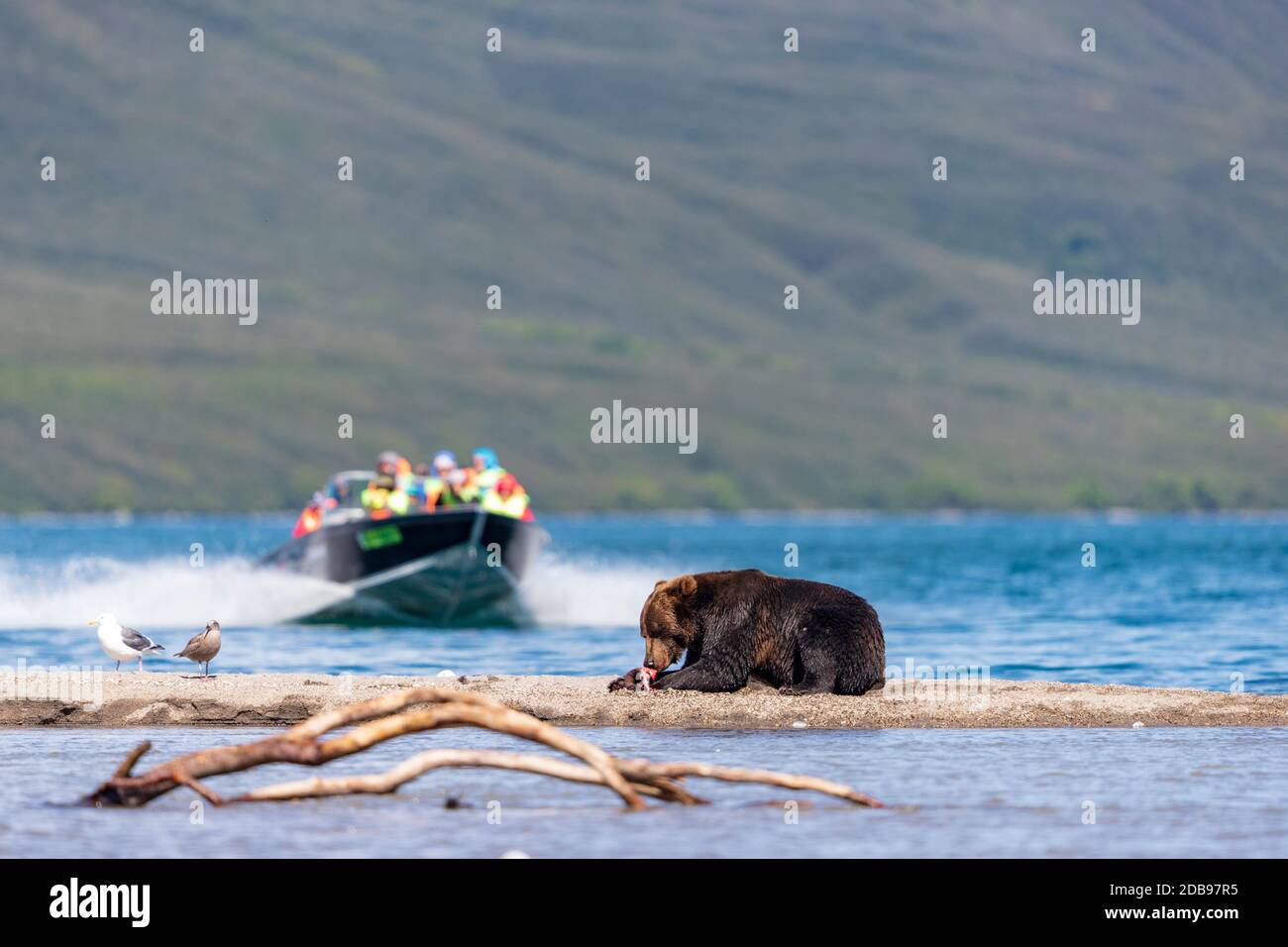 Brown bearÃ‚Â (UrsusÃ‚Â arctos) Fütterung von Lachs, KurileÃ‚Â See, Kamtschatka Halbinsel, Russland Stockfoto