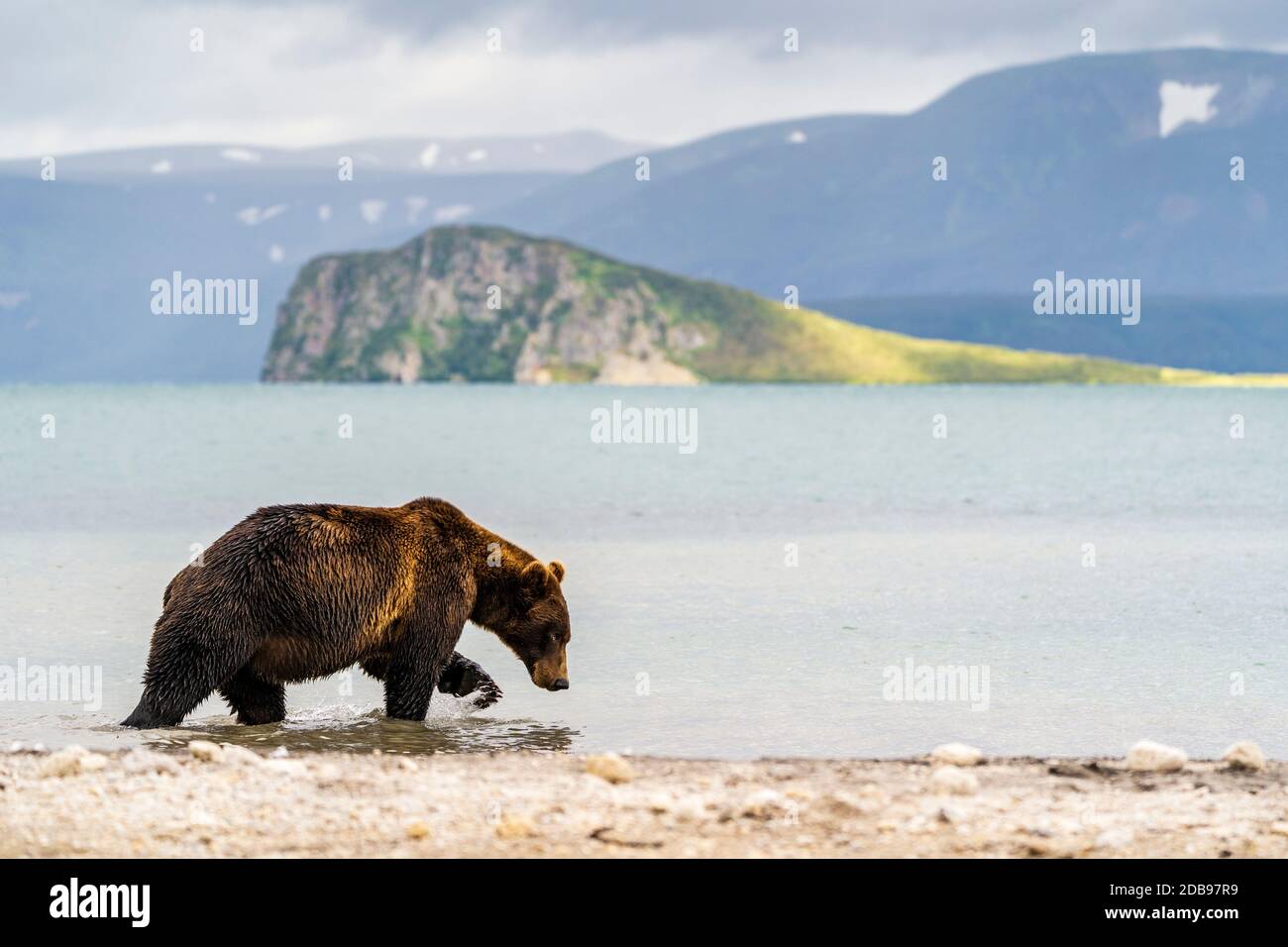 Brown bearÃ‚Â (UrsusÃ‚Â arctos), KurileÃ‚Â See, Kamtschatka Halbinsel, Russland Stockfoto