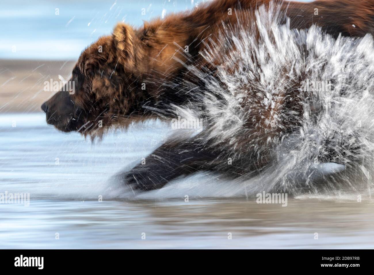 Brown bearÃ‚Â (UrsusÃ‚Â arctos) läuft durch Wasser, KurileÃ‚Â See, Kamtschatka Halbinsel, Russland Stockfoto