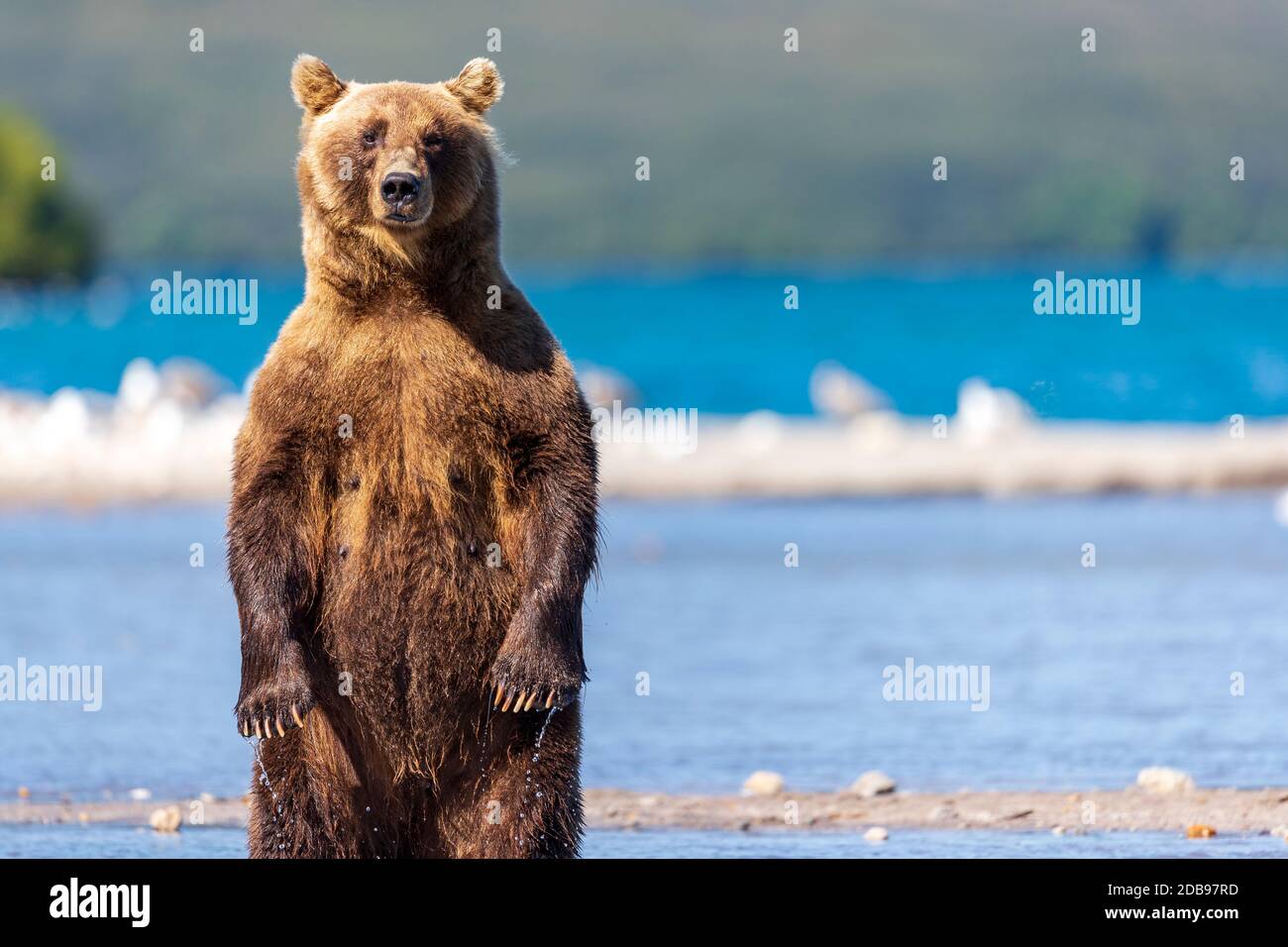 Brown bearÃ‚Â (UrsusÃ‚Â arctos)Ã‚Â onÃ‚Â Seeufer, KurileÃ‚Â See, Kamtschatka Halbinsel, Russland Stockfoto